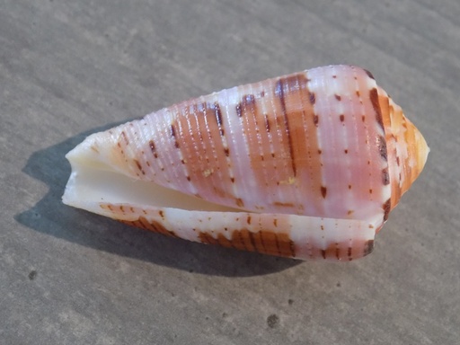 CONIDAE PIONOCONUS AURISIACUS