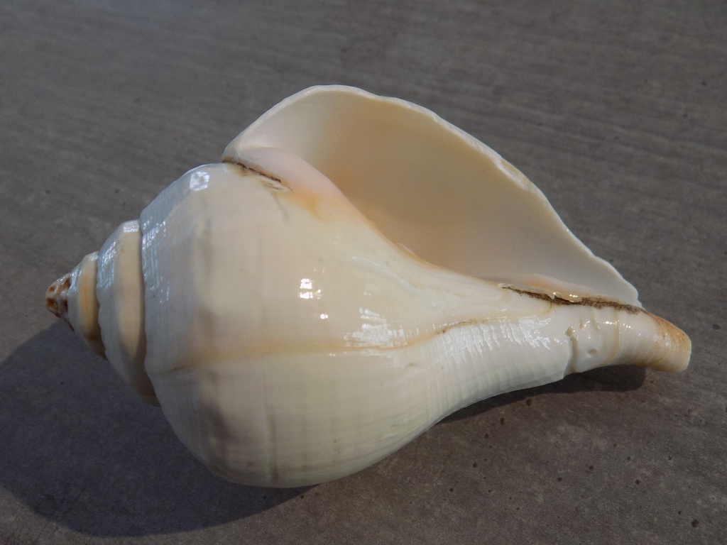 貝の標本 Turbinella pyrum 100mm.polished... - アンティーク ...