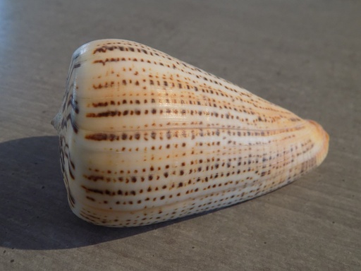 CONIDAE DENDROCONUS SURATENSIS