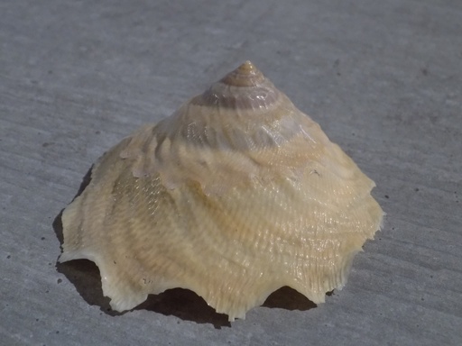 XENOPHORIDAE XENOPHORA EXUTA ONUSTUS