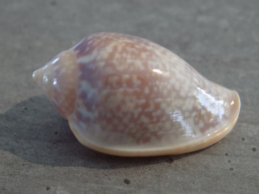 MARGINELLIDAE MARGINELLA GLABELLA