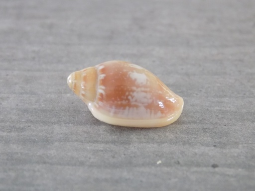 MARGINELLIDAE MARGINELLA AURANTIA