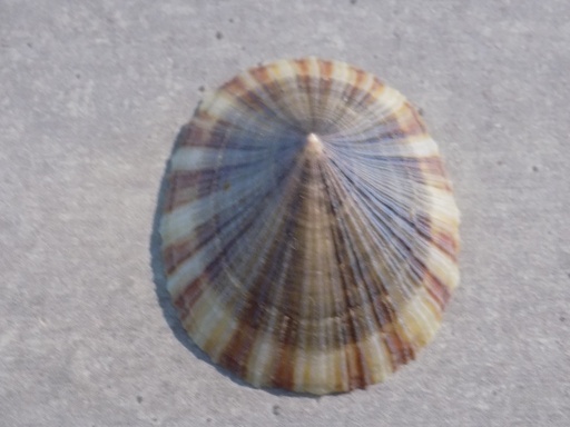 NACELLIDAE CELLANA GARCONI