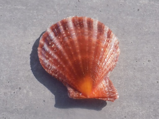 PECTINIDAE LAVICHLAMYS SQUAMOSA