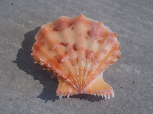 PECTINIDAE MIMAPECTEN RASTELLUM