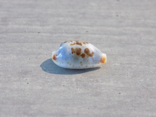 CYPRAEA BISTOLIDA ERYTHRAEENSIS