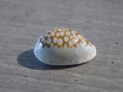 CYPRAEA C.CRIBRARIA ESONTROPIA ESONTROPIA