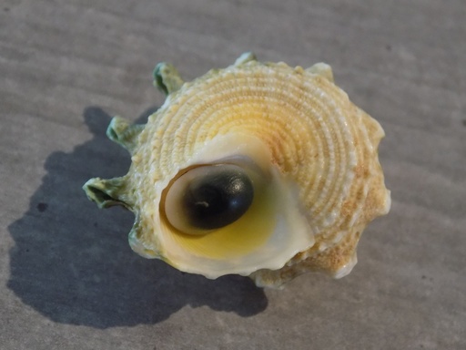 TURBINIDAE ASTRALIUM CALCAR