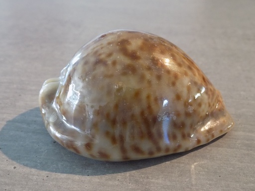 CYPRAEA TRONA STERCORARIA XL Clear