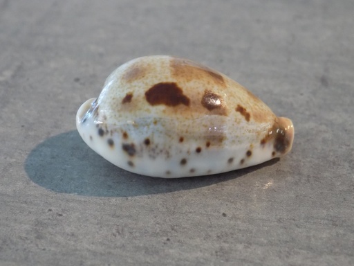 CYPRAEA CONTRADUSTA PULCHELLA PUCHELLA