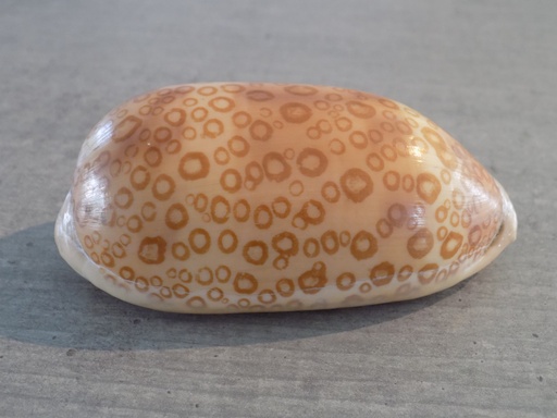 CYPRAEA ARESTORIDESARGUS CONSTRATRIATA XL