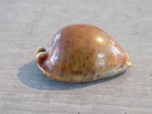 CYPRAEA TRONA STERCORARIA Rusty Naine