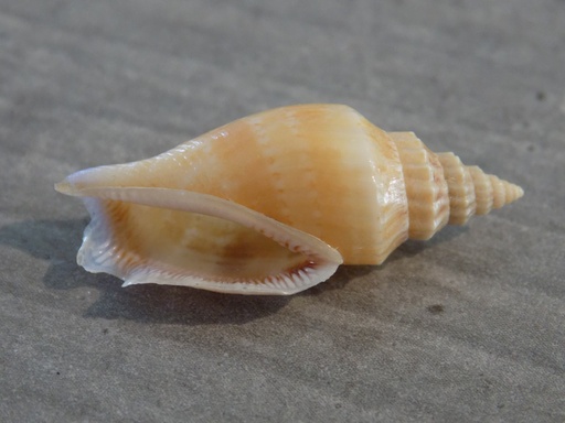 STROMBIDAE CANARIUM WILSONORUM