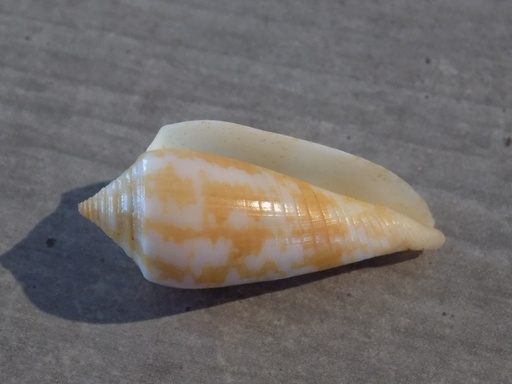 CONIDAE PHASMOCONUS LIENARDI