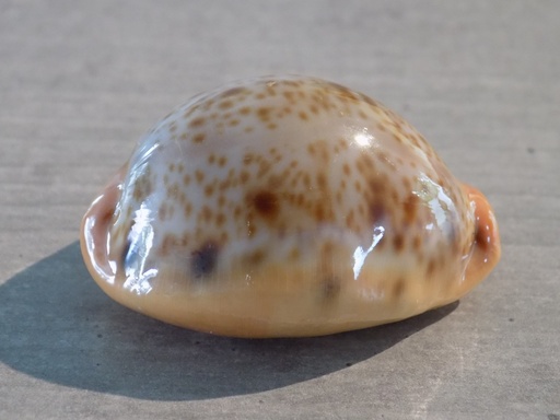 CYPRAEA LYNCINA PORTERI