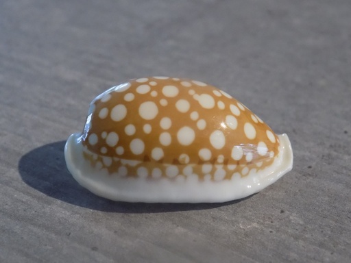 CYPRAEA CRIBRARULA CRIBRARIA CRIBRARIA