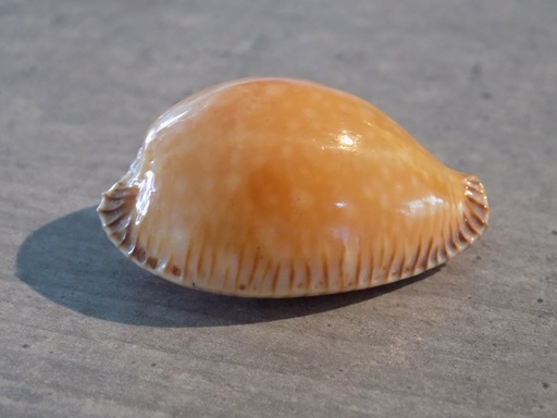 CYPRAEA PERISS.GUTTATA SURIMENSIS