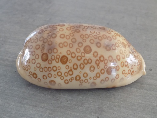 CYPRAEA ARESTORIDES ARGUS ARGUS XL