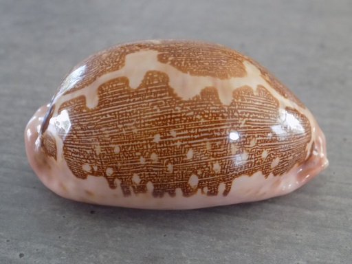 CYPRAEA LEPOR.M.VIRIDIS Montrouzieri