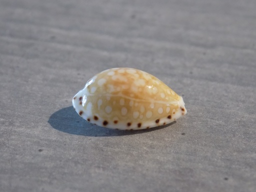 CYPRAEA CRIBRARULA CUMINGII CUMINGII