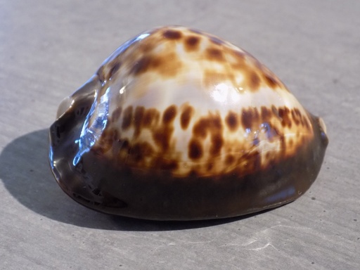 CYPRAEA ZOILA THERSITES THERSITES