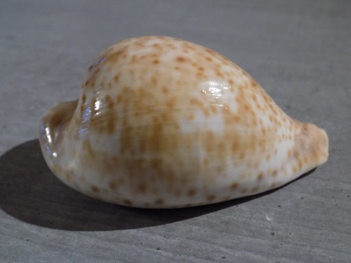 CYPRAEA UMBILIA HESITATA HESITATA