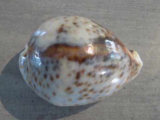 CYPRAEA TIGRIS TIGRIS XXL