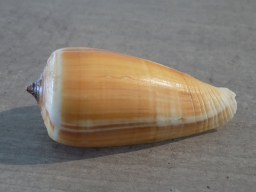 CONIDAE PHASMOCONUS RADIATUS XL