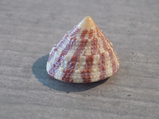 TROCHIDAE TROCHUS RADIATUS