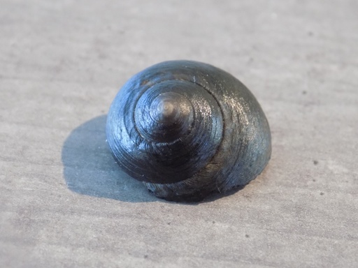 TROCHIDAE CLANCULUS SPADICEUS