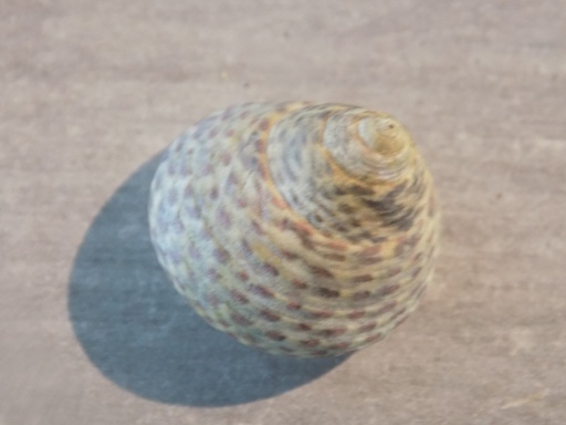 TROCHIDAE EUCHELUS ATRATUS